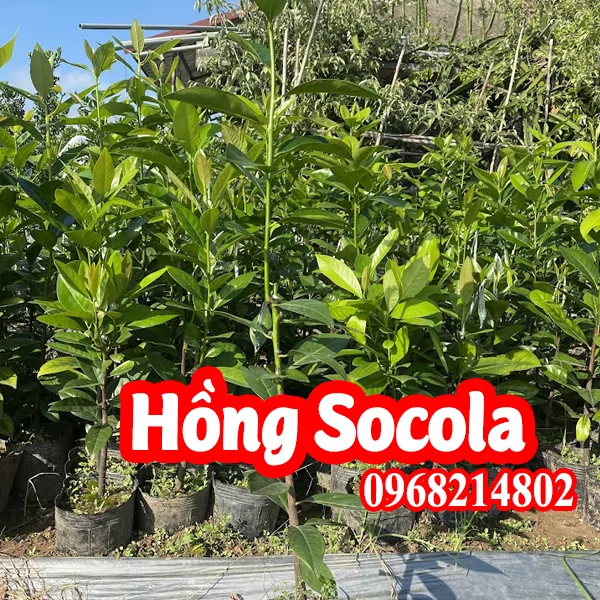 Cây giống hồng Socola mua ở đâu và bao nhiêu tiền 1 cây giống