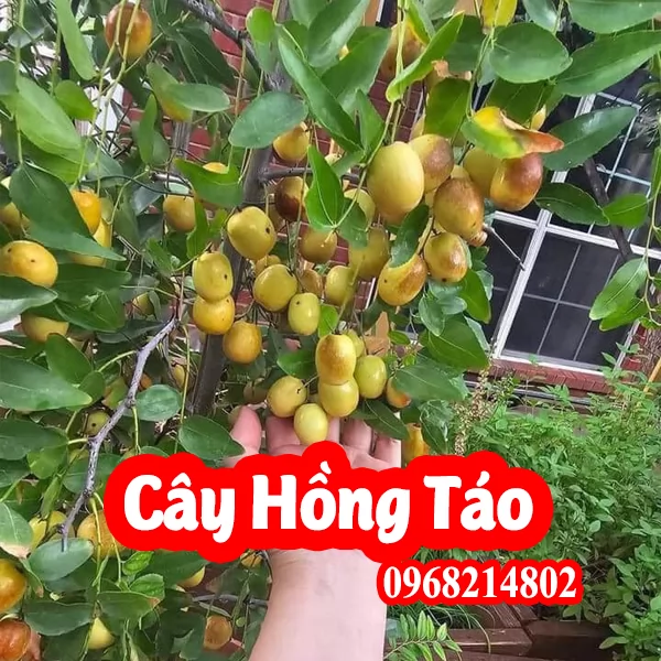 Cây Giống Hồng Táo - Táo Tàu - Táo Đỏ Tân Cương