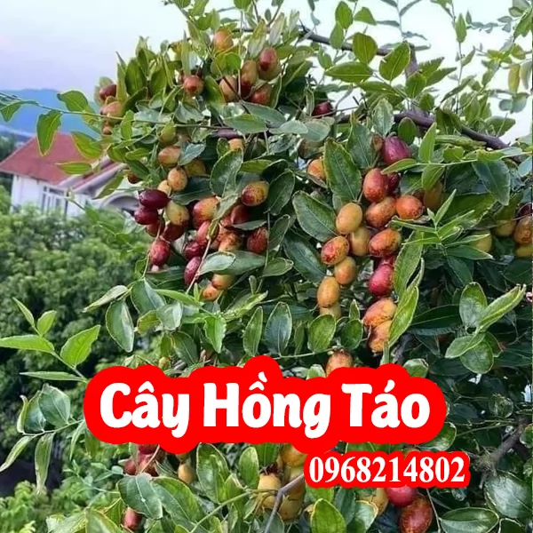 Cây Giống Hồng Táo - Táo Tàu - Táo Đỏ Tân Cương