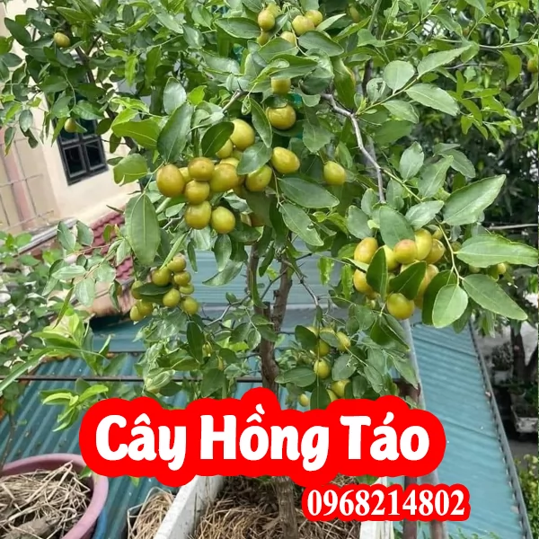 Cây Giống Hồng Táo - Táo Tàu - Táo Đỏ Tân Cương