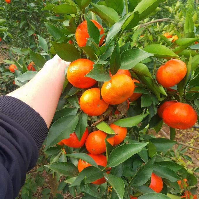 Mua Giống Cây Cam Đường Canh ở đâu ? và bao nhiêu tiền 1 cây 