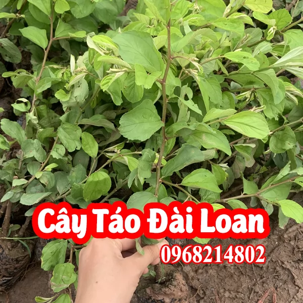 Tổng Hợp 4 Loại Giống Táo Dễ Trồng Và Mua Cây Táo Giống Ở Đâu