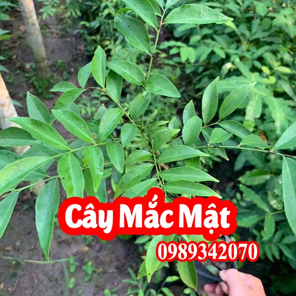 Mua Cây Giống Mắc Mật (Móc Mật) Ở Đâu Và Bao Nhiêu Tiền