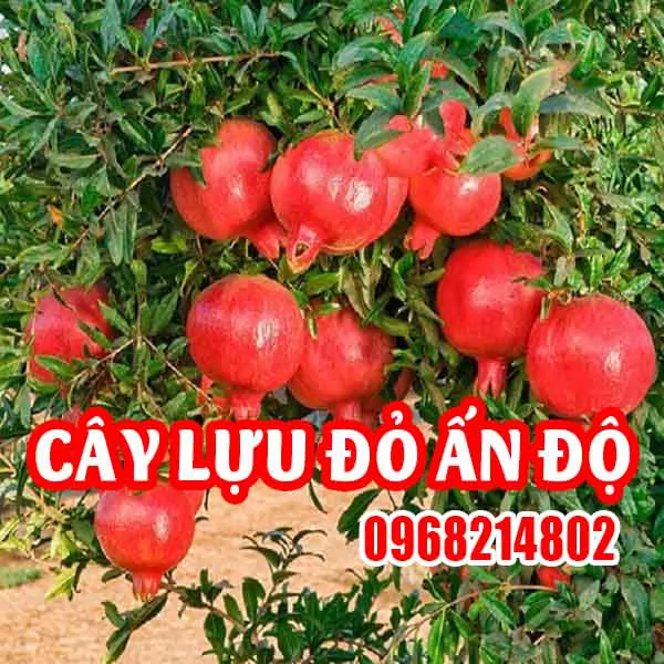 Cây Giống Lựu Đỏ Ấn Độ - Trồng Chậu Cho Trái Ngọt, Vườn Nhà Thêm Sắc