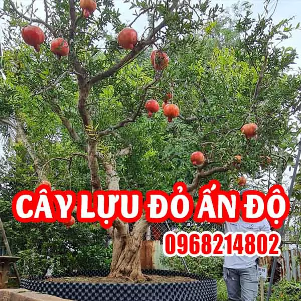 Cây Giống Lựu Đỏ Ấn Độ - Trồng Chậu Cho Trái Ngọt, Vườn Nhà Thêm Sắc