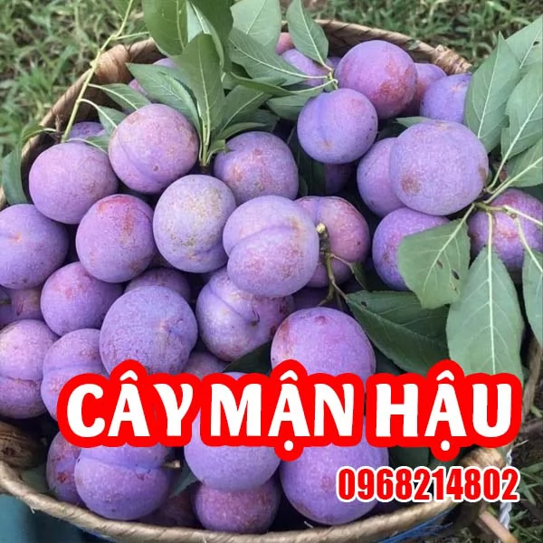 Cây Giống Mận Hậu – Giống Cây Ăn Quả Đặc Sản Tây Bắc, Hiệu Quả Kinh Tế Cao