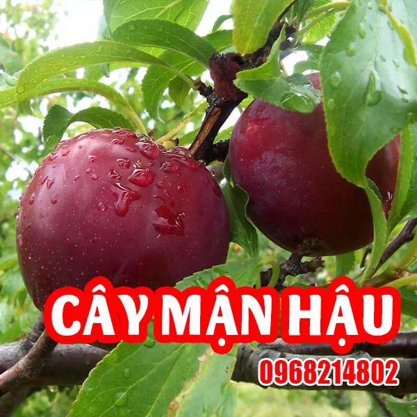 Cây Giống Mận Hậu – Giống Cây Ăn Quả Đặc Sản Tây Bắc, Hiệu Quả Kinh Tế Cao