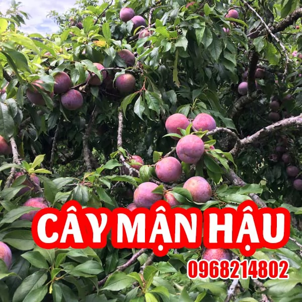 Cây Giống Mận Hậu – Giống Cây Ăn Quả Đặc Sản Tây Bắc, Hiệu Quả Kinh Tế Cao