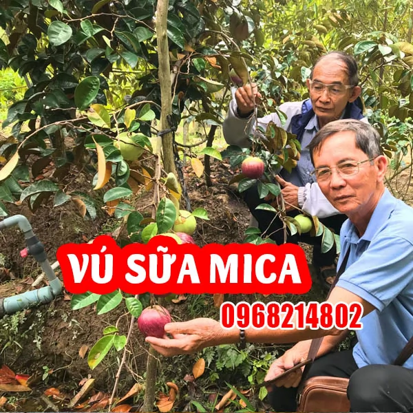 Vú sữa mica mua ở đâu và bao nhiêu tiền 1 cây