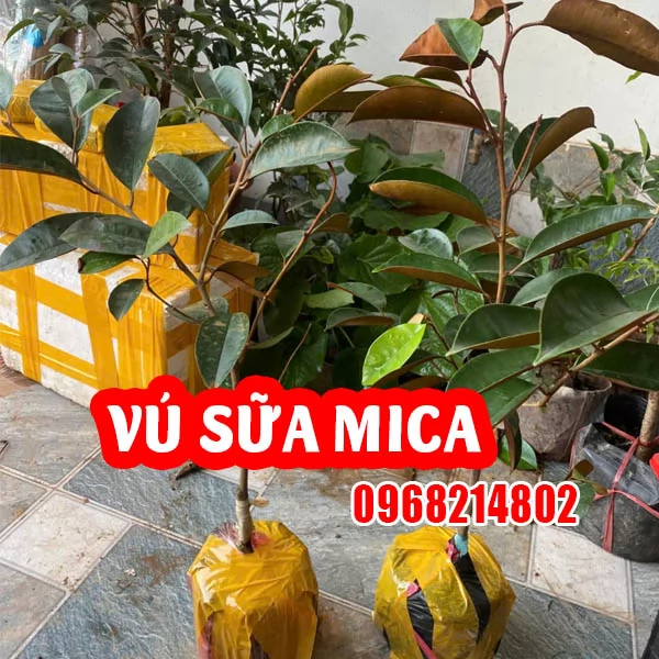 Vú sữa mica mua ở đâu và bao nhiêu tiền 1 cây