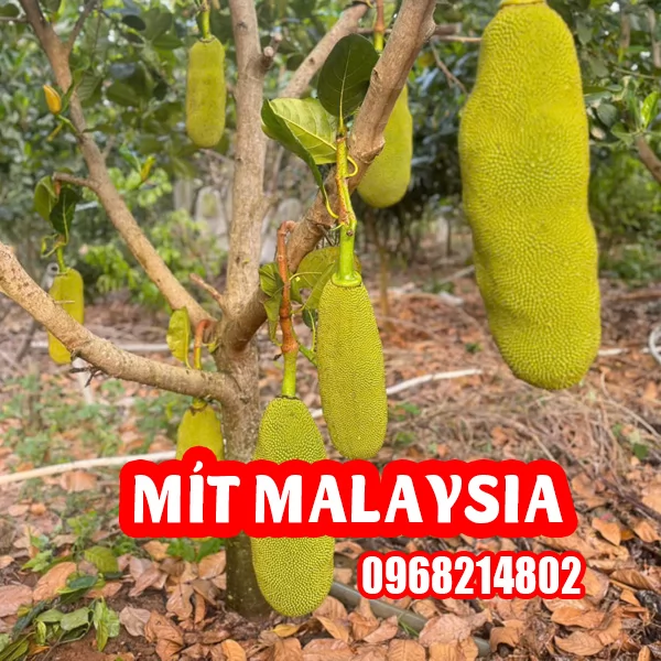 Mua Cây Giống Mít Malaysia Khổng Lồ Ở Đâu