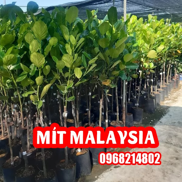 Mua Cây Giống Mít Malaysia Khổng Lồ Ở Đâu
