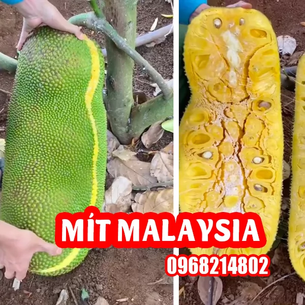 Mua Cây Giống Mít Malaysia Khổng Lồ Ở Đâu