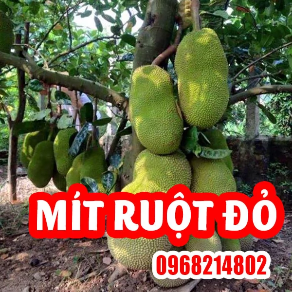 Mua Cây Mít Ruột Đỏ Ơ Đâu Và Bao Nhiêu Tiền 1 Cây