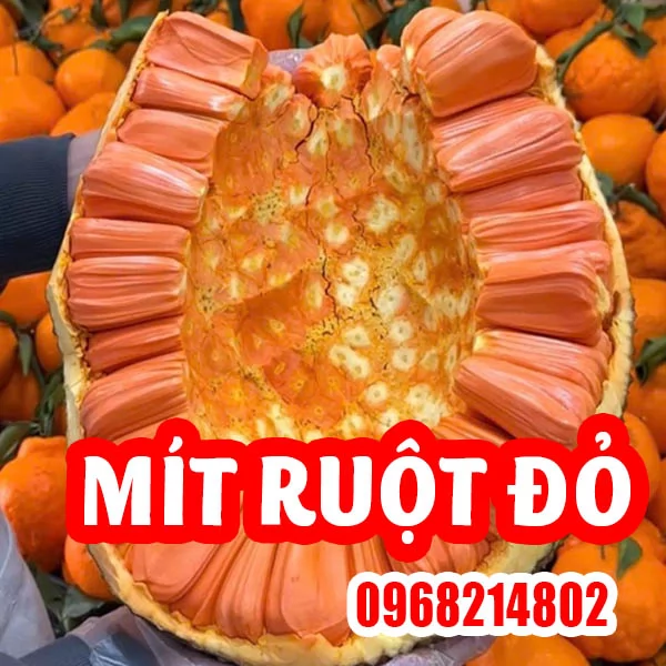 Mua Cây Mít Ruột Đỏ Ơ Đâu Và Bao Nhiêu Tiền 1 Cây