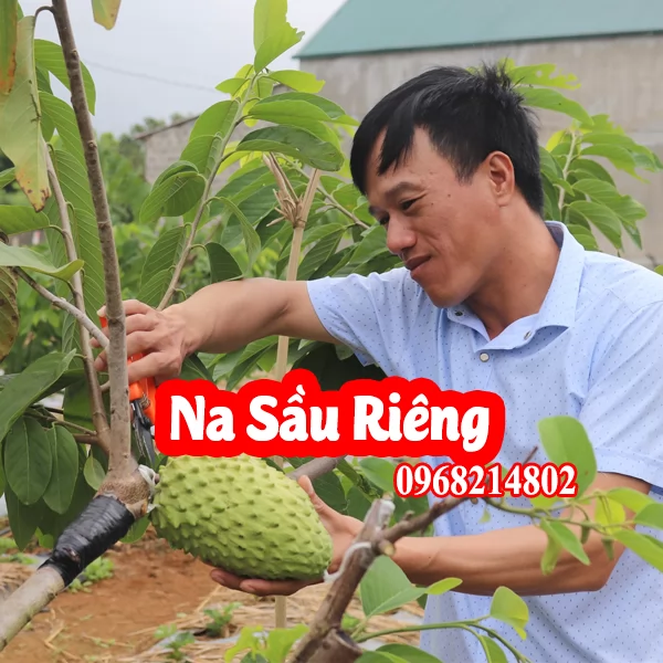 Cây Na Sầu - Mua Cây Giống Ở Đâu Và Bao Nhiêu Tiền 1kg