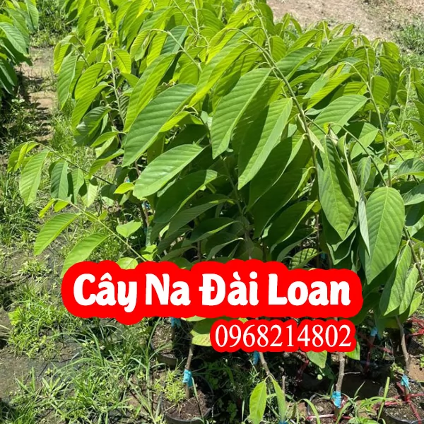 Cây Giống Na Đài Loan Giá Rẻ, Uy Tín, Giao Toàn Quốc