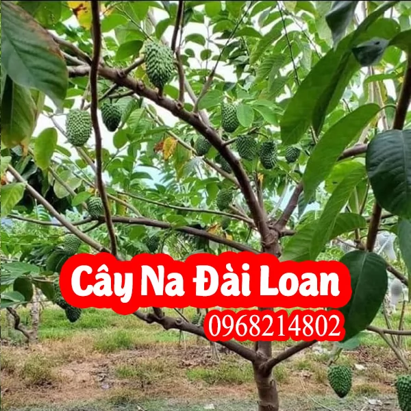 Cây Giống Na Đài Loan Giá Rẻ, Uy Tín, Giao Toàn Quốc