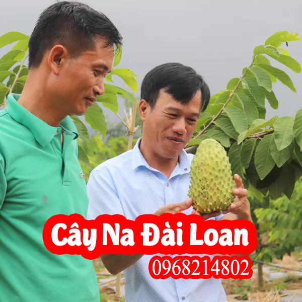 Cây Giống Na Đài Loan Giá Rẻ, Uy Tín, Giao Toàn Quốc