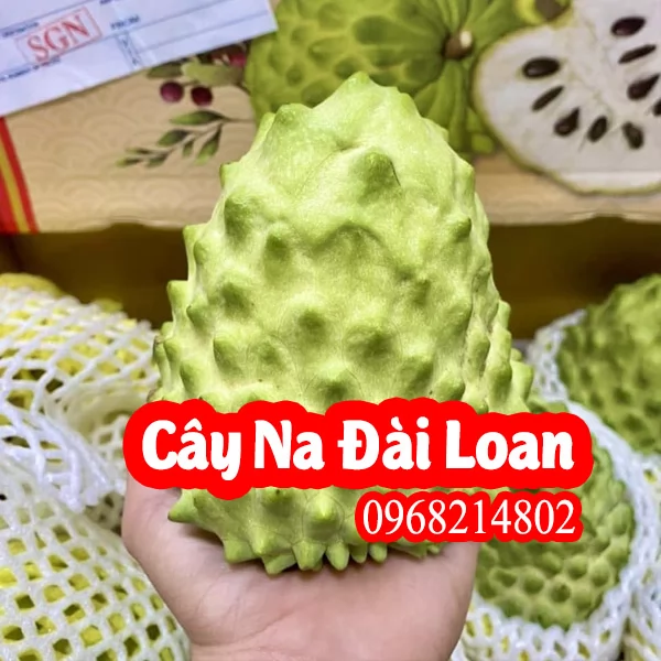 Cây Giống Na Đài Loan Giá Rẻ, Uy Tín, Giao Toàn Quốc