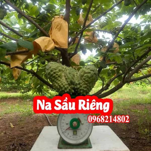 Cây Na Sầu - Mua Cây Giống Ở Đâu Và Bao Nhiêu Tiền 1kg