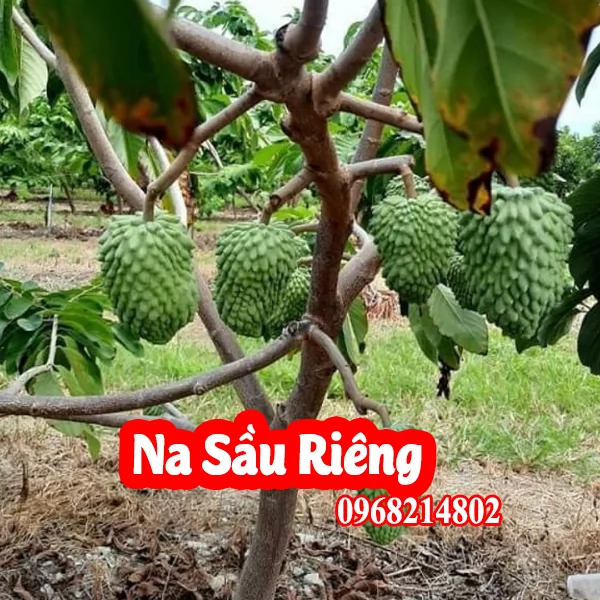 Cây Na Sầu - Mua Cây Giống Ở Đâu Và Bao Nhiêu Tiền 1kg