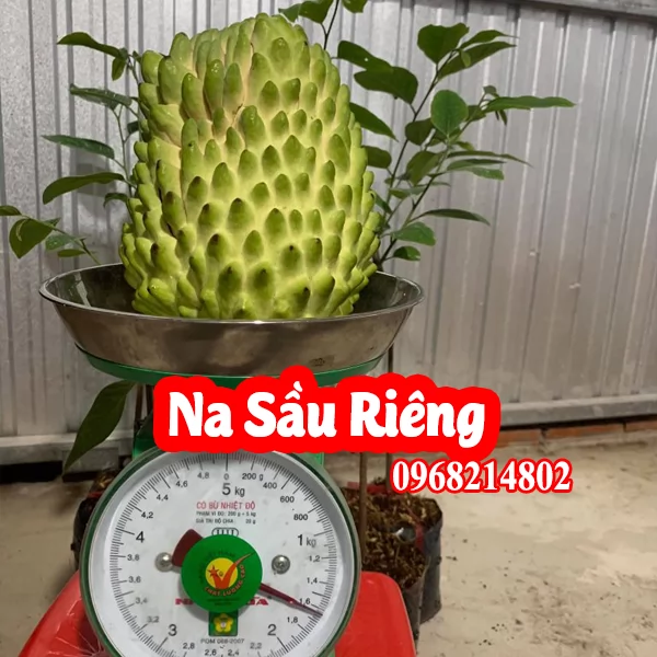 Cây Na Sầu - Mua Cây Giống Ở Đâu Và Bao Nhiêu Tiền 1kg