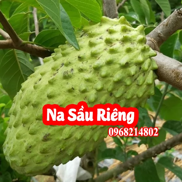 Cây Na Sầu - Mua Cây Giống Ở Đâu Và Bao Nhiêu Tiền 1kg