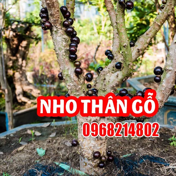 Cây Giống Nho Thân Gỗ Jabuticaba – Đặc Điểm, Cách Trồng Và Chăm Sóc