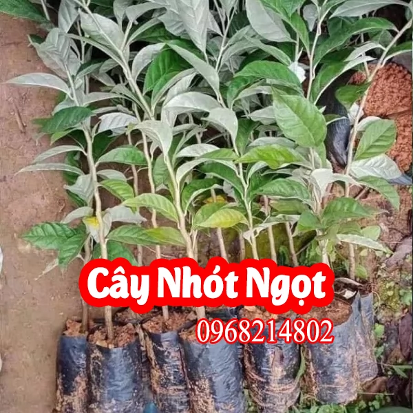 Cây Nhót Ngọt – Đặc Sản Dễ Trồng, Quả Ngọt Đậm Đà