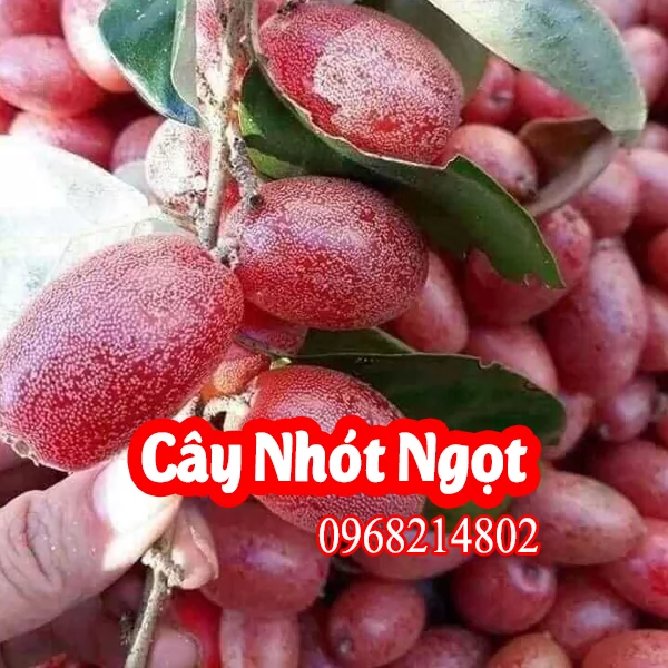 Cây Nhót Ngọt – Đặc Sản Dễ Trồng, Quả Ngọt Đậm Đà
