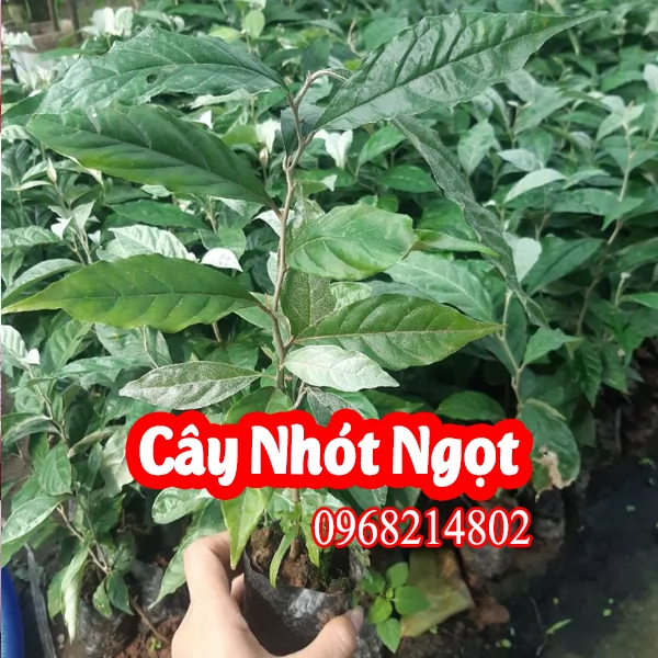 Cây Nhót Ngọt – Đặc Sản Dễ Trồng, Quả Ngọt Đậm Đà