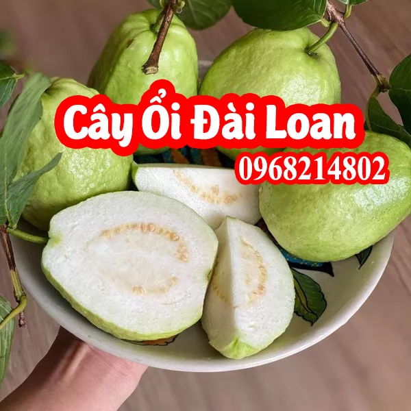 Cây Ổi Giống Lê Đài Loan Mua Ở Đâu Và Bao Nhiêu Tiền 1 Cây