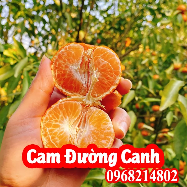 Mua Giống Cây Cam Đường Canh ở đâu ? và bao nhiêu tiền 1 cây 