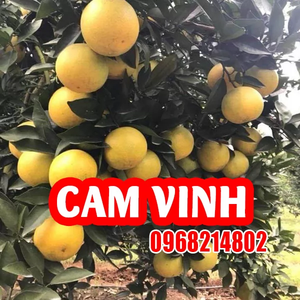 Hướng Dẫn Trồng Và Chăm Sóc Cây Cam Vinh