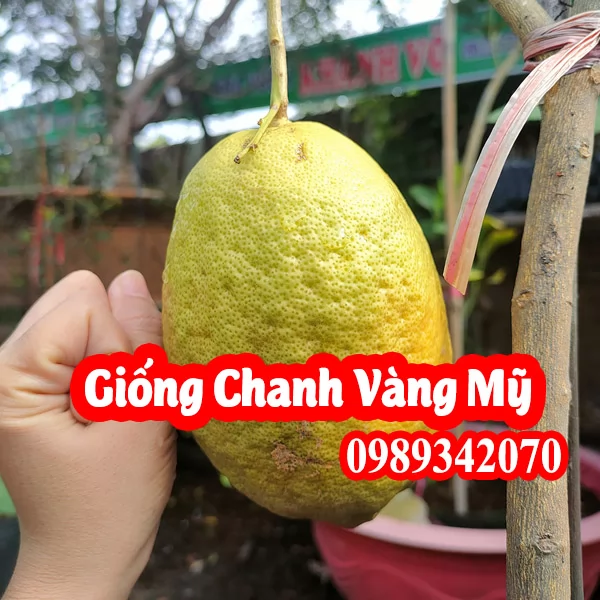 Mua Cây Cây Chanh Mỹ Ở Đâu Và Bao Nhiêu Tiền 1 Cây