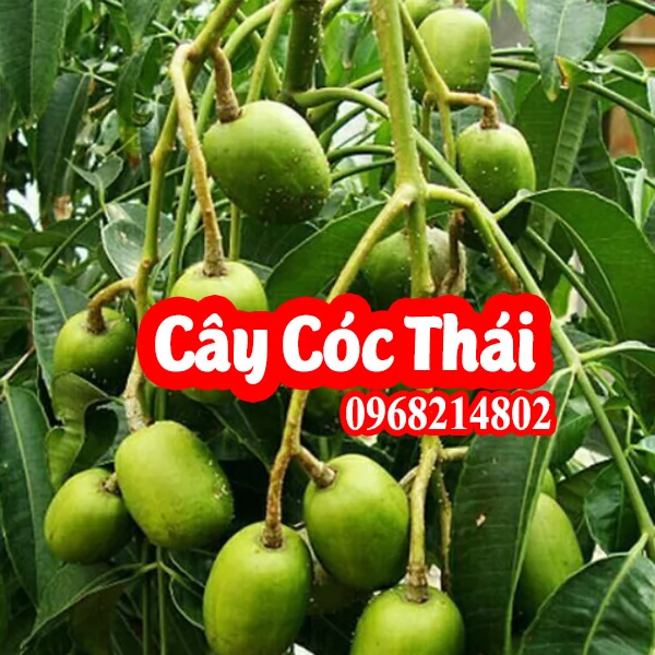 Địa Chỉ Bán Cây Cóc Thái Lùn Siêu Quả