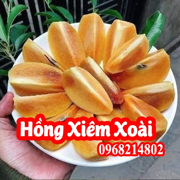 Mua cây giống Hồng Xiêm Xoài ở đâu?