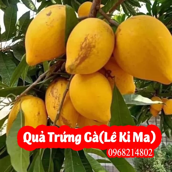 Cây Giống Trứng Gà (Lê Ki Ma) Giá Rẻ, Uy Tín, Giao Toàn Quốc