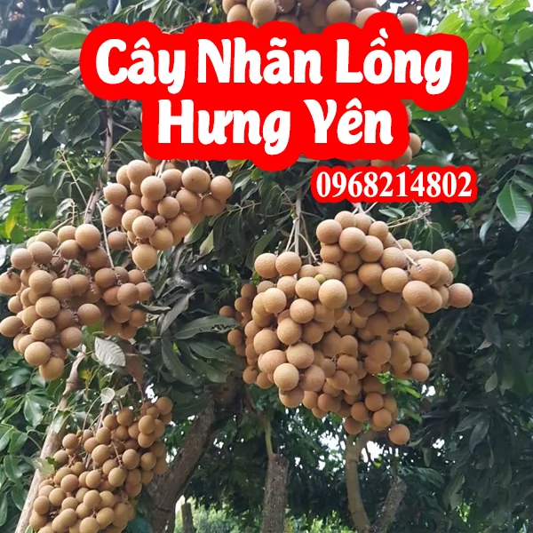 Mua cây nhãn lồng Hưng Yên giống ở đâu giá bao nhiêu tiền 1 cây