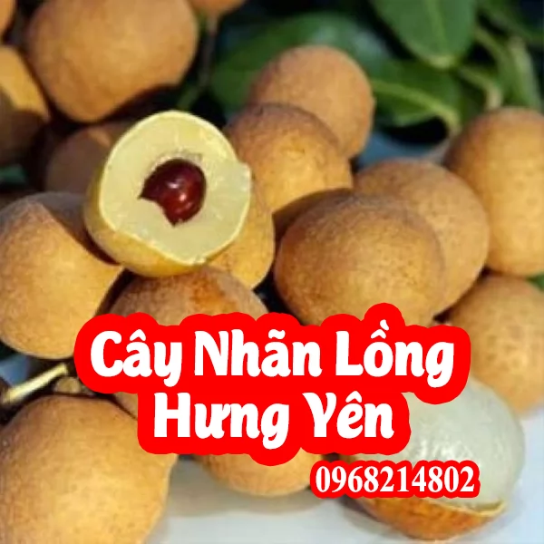 Mua cây nhãn lồng Hưng Yên giống ở đâu giá bao nhiêu tiền 1 cây