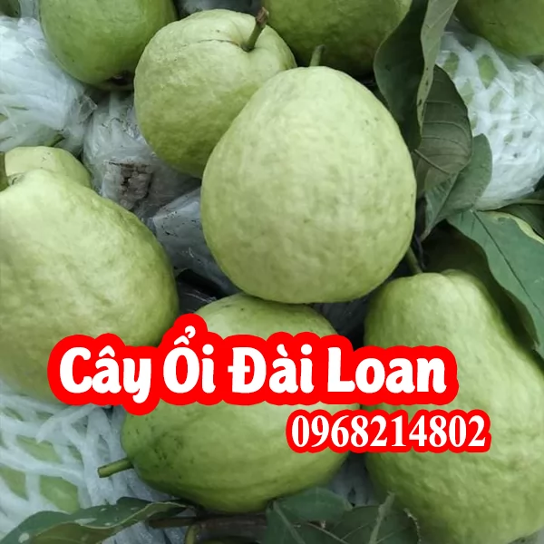 Cây Ổi Giống Lê Đài Loan Mua Ở Đâu Và Bao Nhiêu Tiền 1 Cây