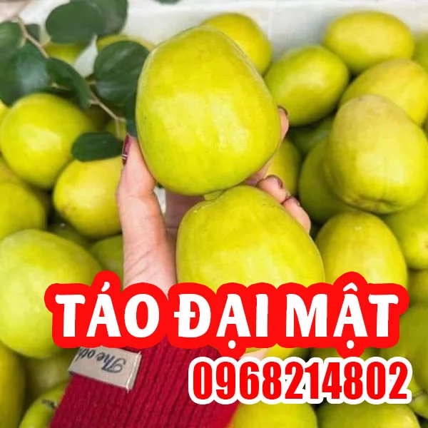 Cây Táo Đại Mật: Trọn Bộ Thông Tin Về Giống Táo 