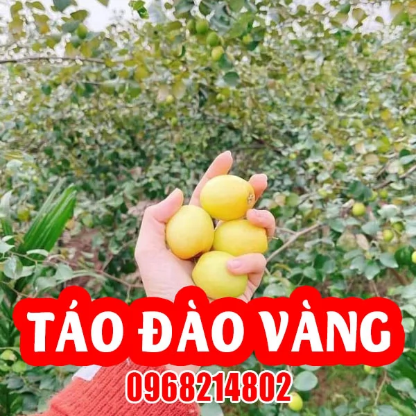 Tổng Hợp 4 Loại Giống Táo Dễ Trồng Và Mua Cây Táo Giống Ở Đâu