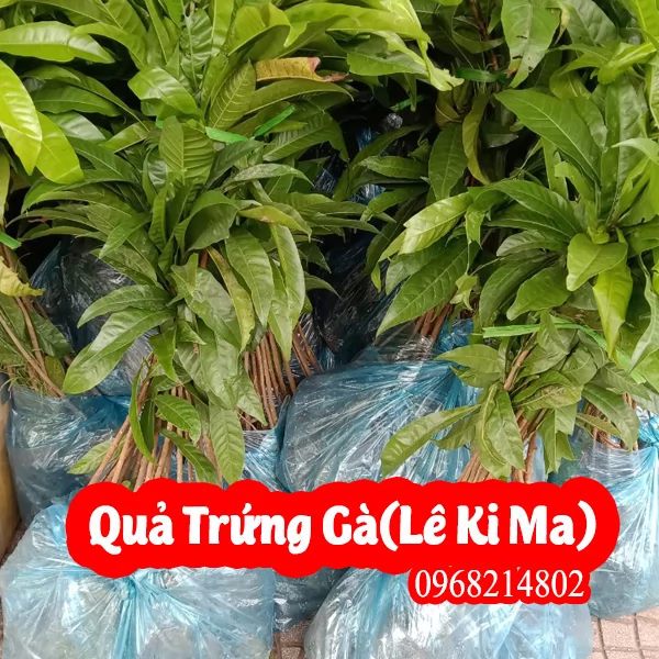 Cây Giống Trứng Gà (Lê Ki Ma) Giá Rẻ, Uy Tín, Giao Toàn Quốc