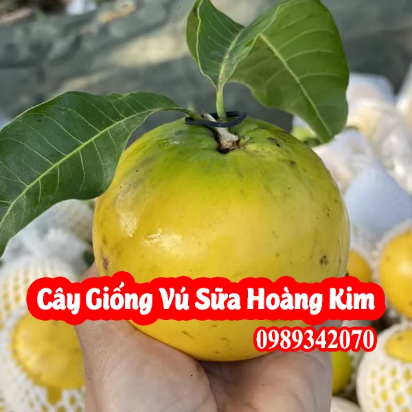 Vú Sữa Hoàng Kim Vua Của Các Loại Quả Và Bao Nhiêu Tiền