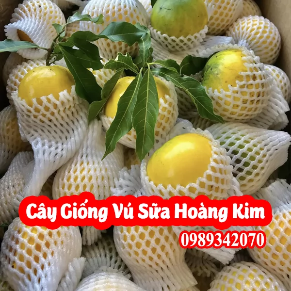 Vú Sữa Hoàng Kim Vua Của Các Loại Quả Và Bao Nhiêu Tiền