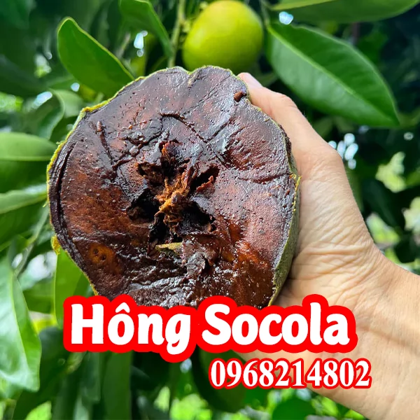 Cây giống hồng Socola mua ở đâu và bao nhiêu tiền 1 cây giống