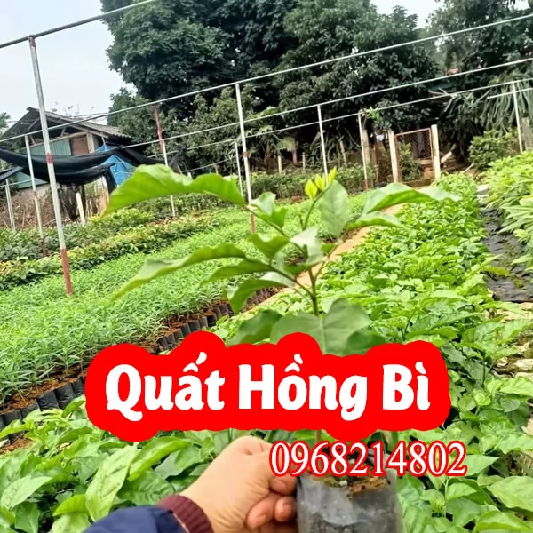 Cây Quất Hồng Bì: Đặc Điểm, Công Dụng Và Cách Trồng Hiệu Quả Nhất