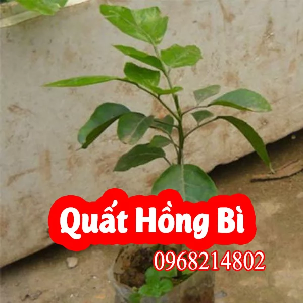 Cây Quất Hồng Bì: Đặc Điểm, Công Dụng Và Cách Trồng Hiệu Quả Nhất